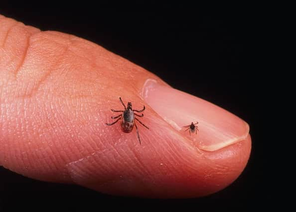 Tick infestation of ewes and lambs is on the rise, say Scottish farmers (Picture: Getty Images)