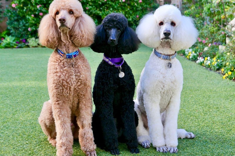 The second Crufts quadruple winner is the Standard Poodle - the largest of the three individual Poodle breeds. With their immaculately-groomed coats, Poodles are perhaps many people's idea of a perfect show dog.