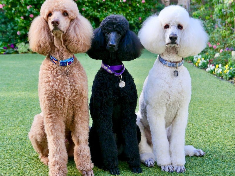 The second Crufts quadruple winner is the Standard Poodle - the largest of the three individual Poodle breeds. With their immaculately-groomed coats, Poodles are perhaps many people's idea of a perfect show dog.