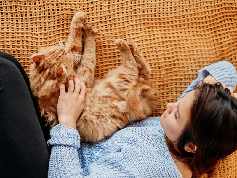 Water is essential for your cat’s health and happiness. Make sure that you regularly change their water, so they are not consuming stagnant water.