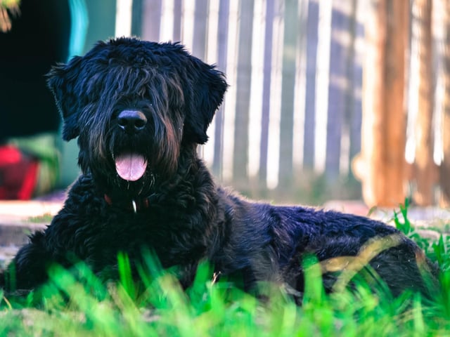 Another dog favoured by police forces in continental Europe, the Bouvier des Flandres is an unfamiliar sight in British parks. It's a breed that has a distinguished history as law enforcers due to their intelligence and courage - meaning they will immediately obey commands even when their safety is threatened.