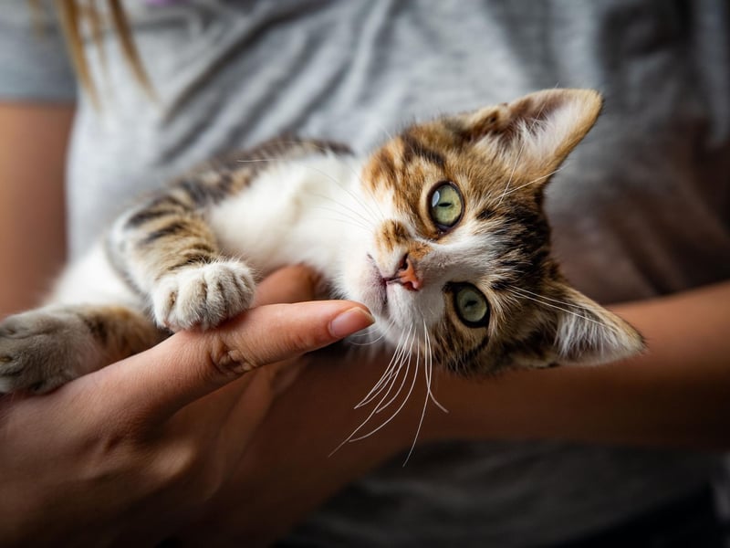 The likes of scratch posts, matts, and wall trees, allow cats to stretch out their muscles, de-stress and also socialise with other cats by keeping pheromone marks fresh.