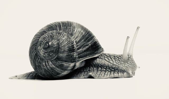 The remains of a snail found in a ginger beer bottle in Paisley went on to fundamentally change the law and win rights for ordinary consumers.