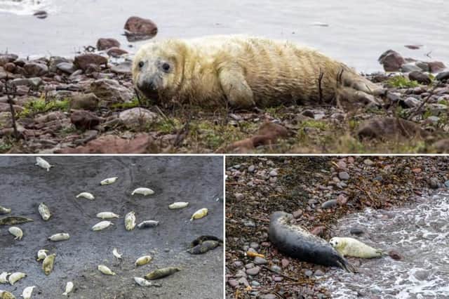 These amazing pictures show a huge colony of rare grey seals on the Scottish coastline.