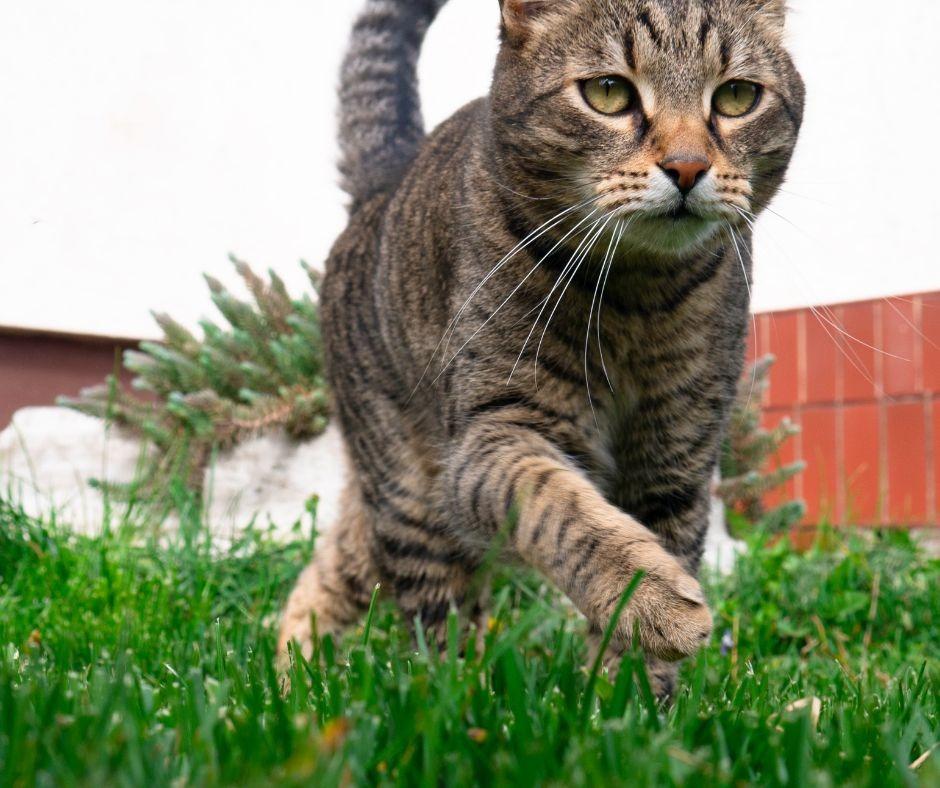 Cat runs around sales house