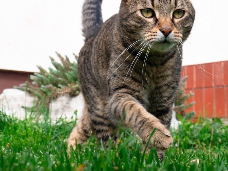 A cats sleeping habits often contribute to why they zoom. Running around the house is a way to make them wake up after a long nap.