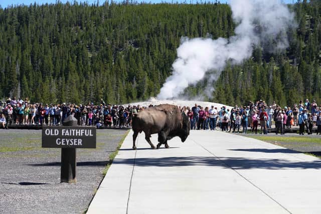 A bison walks past people watching the eruption of Old Faithful Geyser in Yellowstone National Park (Picture: George Frey/Getty Images)