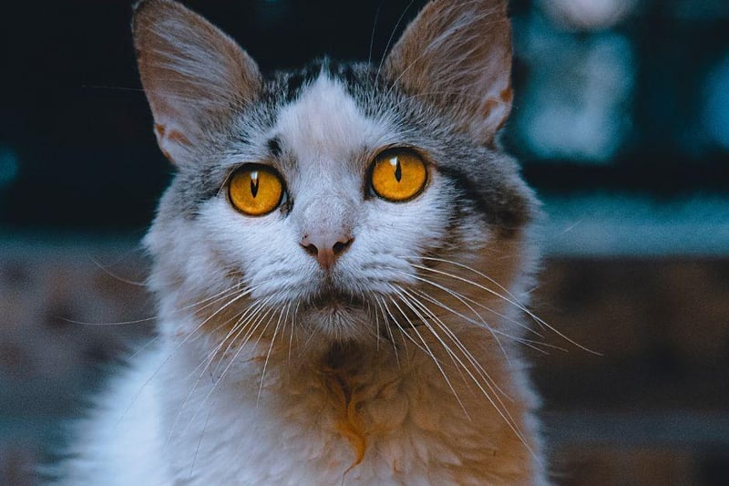 The LaPerm has a name which matches its curly, long fur. They are known to enjoy human interaction and will often be find snuggling into their owners.