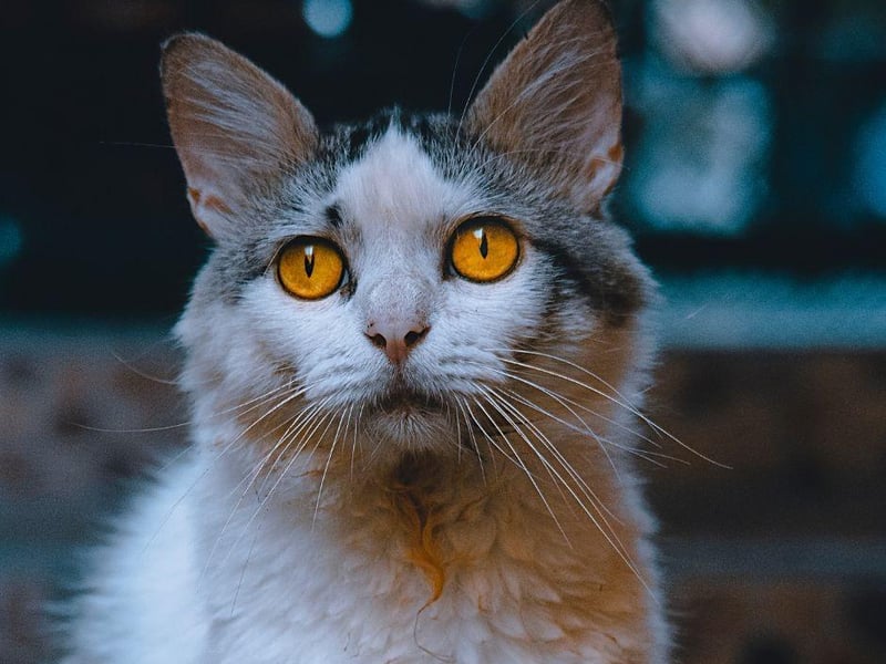 The LaPerm has a name which matches its curly, long fur. They are known to enjoy human interaction and will often be find snuggling into their owners.