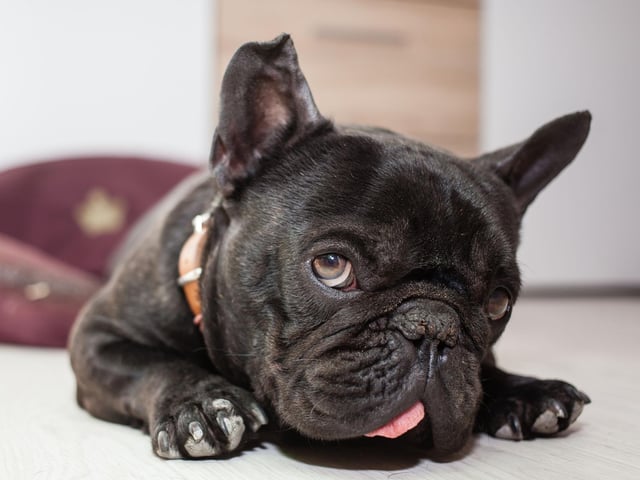 Neither the French Bulldog, nor the larger English Bulldog, is likely to win any races. Struggling to reach speeds of more that 15mph, they find it harder still to maintain a decent pace.