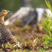 A capercaillie hen (pic: Getty Images/iStockphoto)