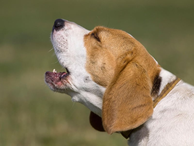 Another dog bred to bark is the Beagle - whose ability to communicate an interesting scent proved invaluable at a fox hunt. Beagles have two distinct types of bark - one to alert you to everyday incidents and a long, loud yowl reserved for more special occasions.