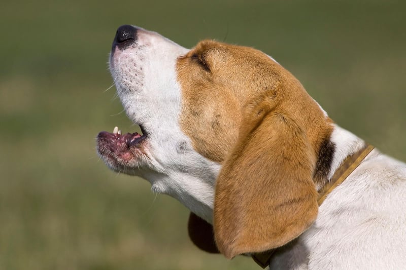 Another dog bred to bark is the Beagle - whose ability to communicate an interesting scent proved invaluable at a fox hunt. Beagles have two distinct types of bark - one to alert you to everyday incidents and a long, loud yowl reserved for more special occasions.