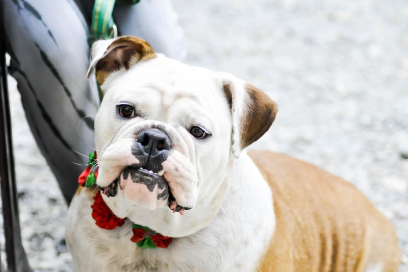 Described by the American Kennel Club as "kind but courageous, friendly but dignified" the Bulldog rounds out their top five dogs for 2020.