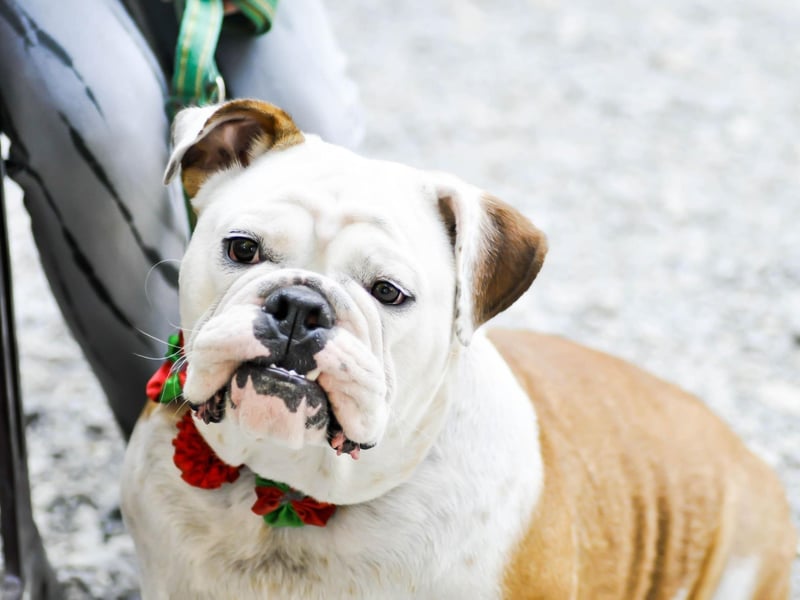 Described by the American Kennel Club as "kind but courageous, friendly but dignified" the Bulldog rounds out their top five dogs for 2020.