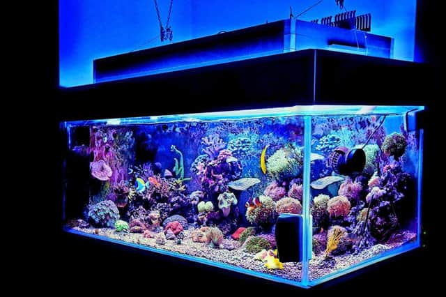 You've set up your first tropical fish tank - but what are you going to put in it?