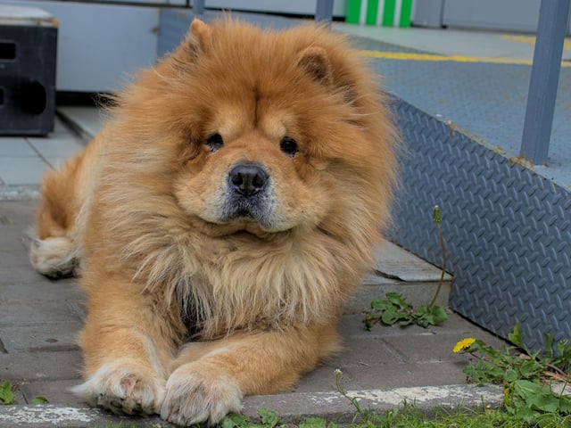 The huge Chow Chow is another dog that should only be considered by experience dog owners. It is a breed that has a dominant personality which can turn to aggression to assert that dominance.