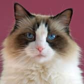 These are 10 of the largest and cuddly cats sure to make great pets. Credit: Getty Images/Canva Pro