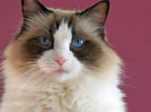 These are 10 of the largest and cuddly cats sure to make great pets. Credit: Getty Images/Canva Pro
