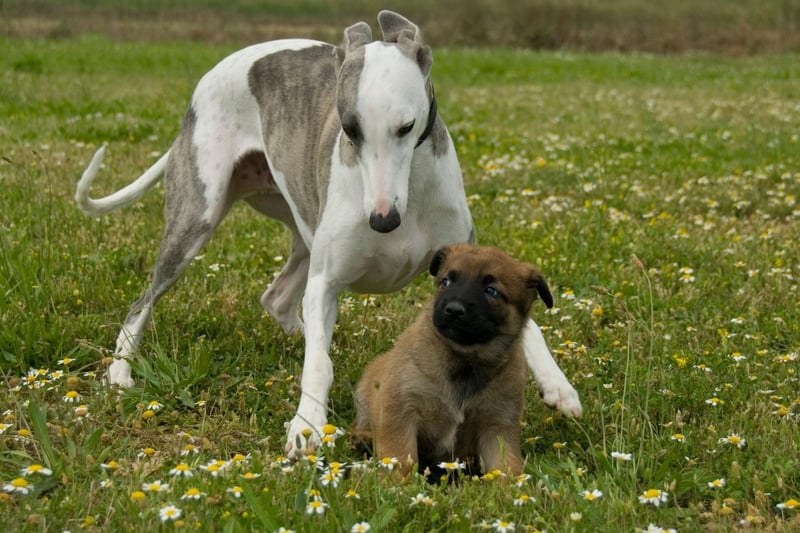 The Greyhound is one of the oldest breeds of dog that are still kept as pets today. A skeleton of a Greyhound was excavated in Syria and was found to date back around 4,000 years.