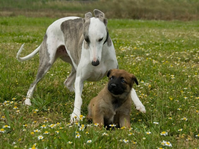 The Greyhound is one of the oldest breeds of dog that are still kept as pets today. A skeleton of a Greyhound was excavated in Syria and was found to date back around 4,000 years.
