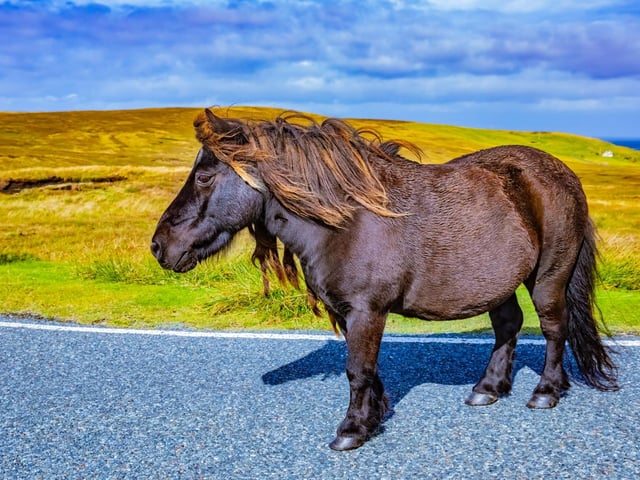 The Shetland Islands are an archipelago with a rich Viking history, which erupts each year at the Up Helly Aa fire festivals heralding the end of winter. There is a diversity of wildlife to be found here, from puffins to whales, dolphins, otters and seals and it is one of the best places to spot the Northern Lights.