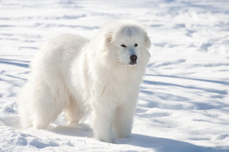 Another dog bred to protect livestock, the Great Pyrenees is also known as the Pyrenean Mountain Dog and can weigh in at a hefty 54kg.