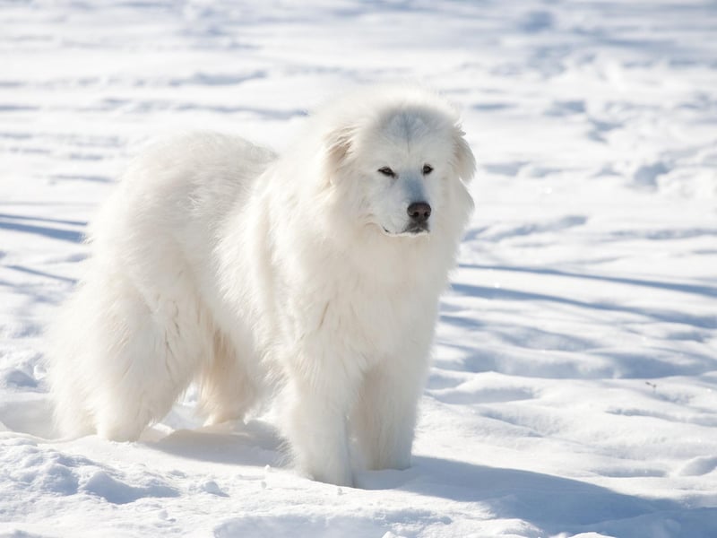 Another dog bred to protect livestock, the Great Pyrenees is also known as the Pyrenean Mountain Dog and can weigh in at a hefty 54kg.