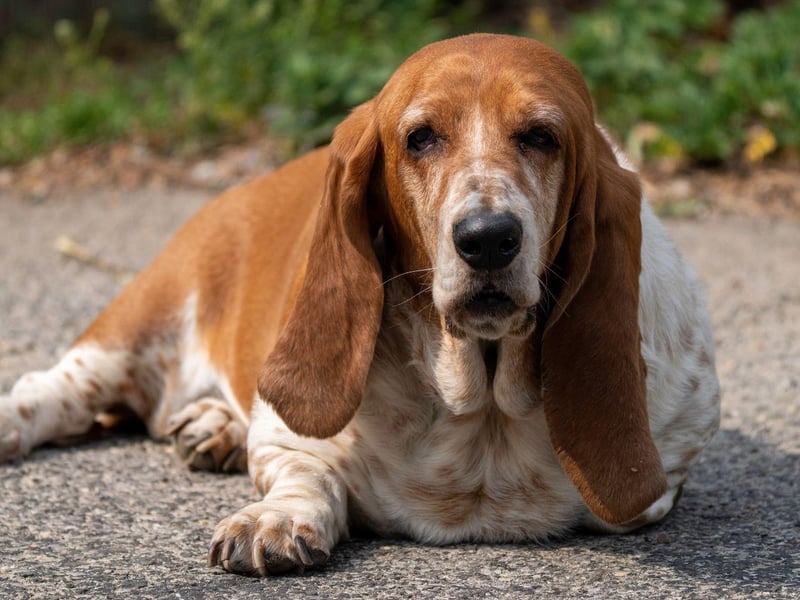KIng of the moochers, the Basset Hound will stare mournfully at you until you share your lunch. It's particularly important not to overfeed them though, as weight gain can cause serious joint and back issues. Make sure they have a good range of chewy toys to keep them busy and their minds off food.