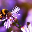A colony of Honeybees has been destroyed after a breakout of an untreatable infectious disease.