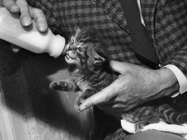 A wildcat kitten is handfed by Mr Fisher, Director of Edinburgh Zoo, in July 1963.