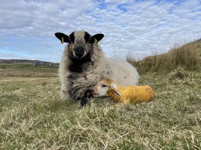 Islander Jan Binnie captured the lambing season on her croft for the Show Us Colonsay project.