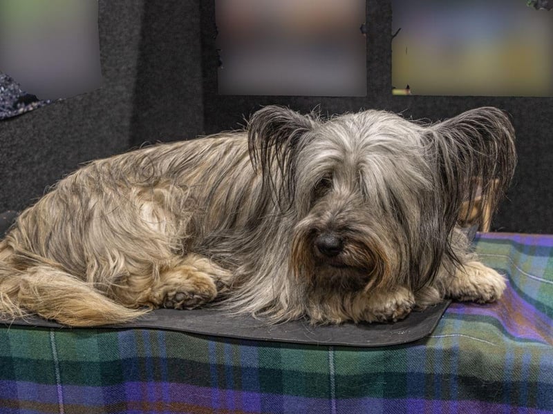 Scotland's most famous dog, the loyal Greyfriars Bobby who kept vigil at his master's grave, was a Skye Terrier. As the name would suggest, these wee dogs were first bred on the Isle of Skye, their popularity exploding after becoming associated with Queen Victoria. They are now sadly at risk of extinction in Scotland.