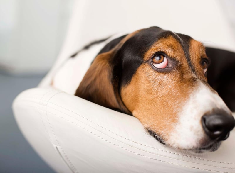 It sometimes feels like the Bassett Hound spends most of its 12 year average lifetime snoozing. It means that they'll hardly notice you're gone - just rolling over to enjoy yet another long and satisfying nap.