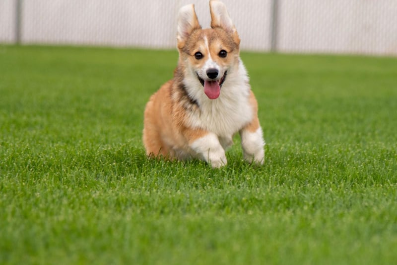 WIth 887 Kennel Club registrations in 2020, the Pembroke Welsh Corgi is the third most popular breed of pastoral dog. They were originally bred to herd cattle.