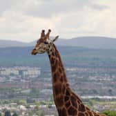 'Fun, forward-thinking' additions include the launch of ‘girafternoon tea’, featuring sandwiches, scones and giraffe shortbread and cupcakes; smoothies; and the Giraffe Cafe close to the giraffe enclosure, bringing a new food and drink stop.