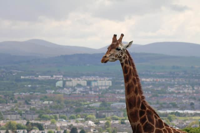 'Fun, forward-thinking' additions include the launch of ‘girafternoon tea’, featuring sandwiches, scones and giraffe shortbread and cupcakes; smoothies; and the Giraffe Cafe close to the giraffe enclosure, bringing a new food and drink stop.