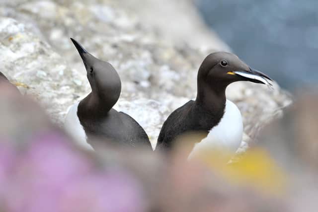 Guillemots with fish from the Grampian area. Picture: Lorne Gill/NatureScot