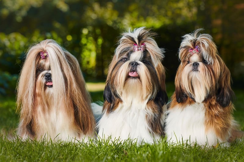 Originally from Tibet, the Shih Tzu was bred purely to be a companion dog and so is very affectionate and playful. There were 2,155 Shih Tzu registrations in 2020.