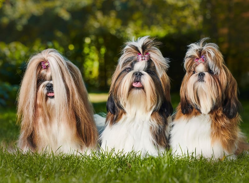 Originally from Tibet, the Shih Tzu was bred purely to be a companion dog and so is very affectionate and playful. There were 2,155 Shih Tzu registrations in 2020.