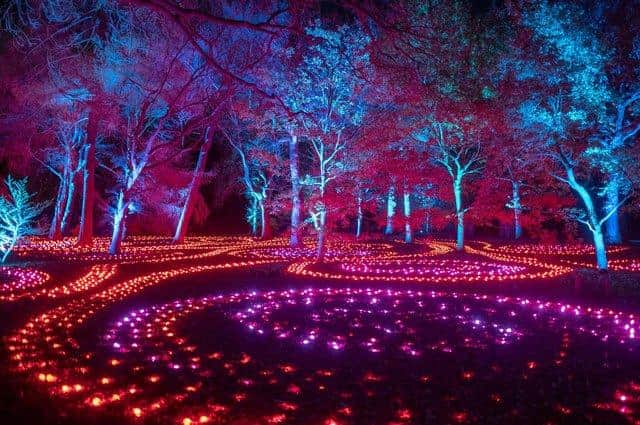 Visitor numbers to the Royal Botanic Garden in Edinburgh were boosted by its annual winter light show.  
Photo: Phil Wilkinson