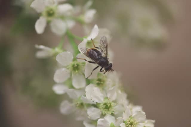 Reintroductions of the rare pine hoverfly have been going well, with thousands of young released in the Cairngorms over the past couple of years