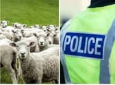 Dog owners have been warned it is legal for farmers to shoot their pets, if they are putting livestock in danger.