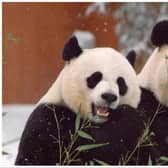 Animal lovers are usually able to watch Yang Guang and Tian Tian, Edinburgh Zoo’s much-loved giant pandas, on a live webcam stream