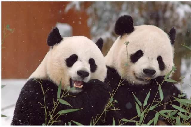 Animal lovers are usually able to watch Yang Guang and Tian Tian, Edinburgh Zoo’s much-loved giant pandas, on a live webcam stream