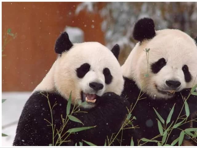 Animal lovers are usually able to watch Yang Guang and Tian Tian, Edinburgh Zoo’s much-loved giant pandas, on a live webcam stream