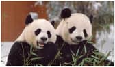 Animal lovers are usually able to watch Yang Guang and Tian Tian, Edinburgh Zoo’s much-loved giant pandas, on a live webcam stream