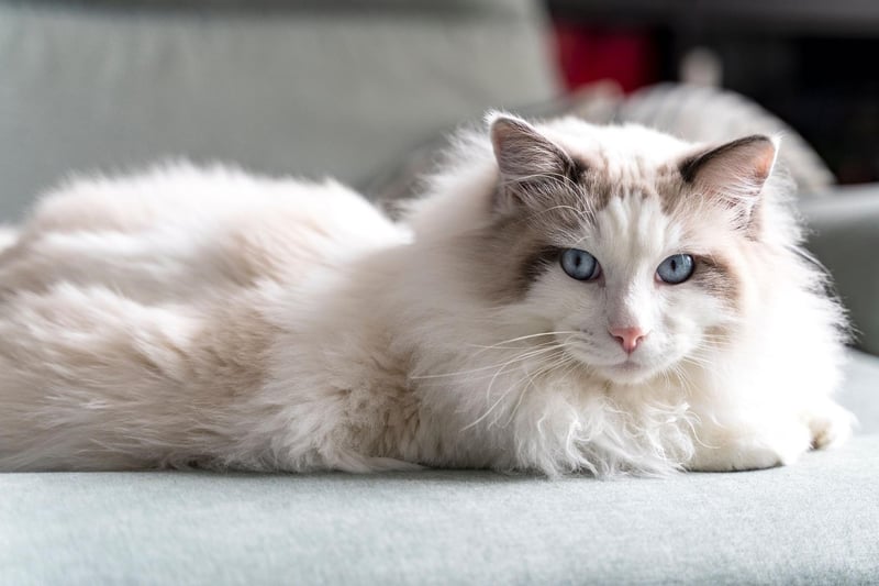 The ragdoll cat breed is one of the calmest breeds of cat around, making it open to being friendly with other cats in the home.
