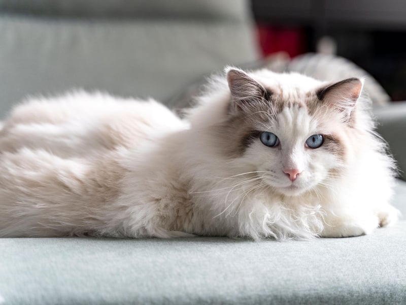 The ragdoll cat breed is one of the calmest breeds of cat around, making it open to being friendly with other cats in the home.
