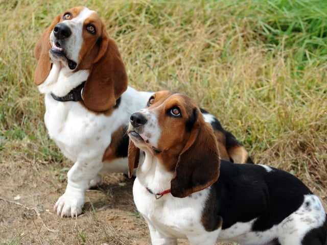 Elvis Presley famously sang his hit song 'Hound Dog' to a bored-looking Basset Hound called Sherlock, wearing a top hat, on the Steve Allen Show.
